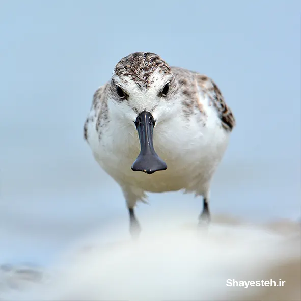 Efforts to save a special bird — the spoon-billed sandpiper